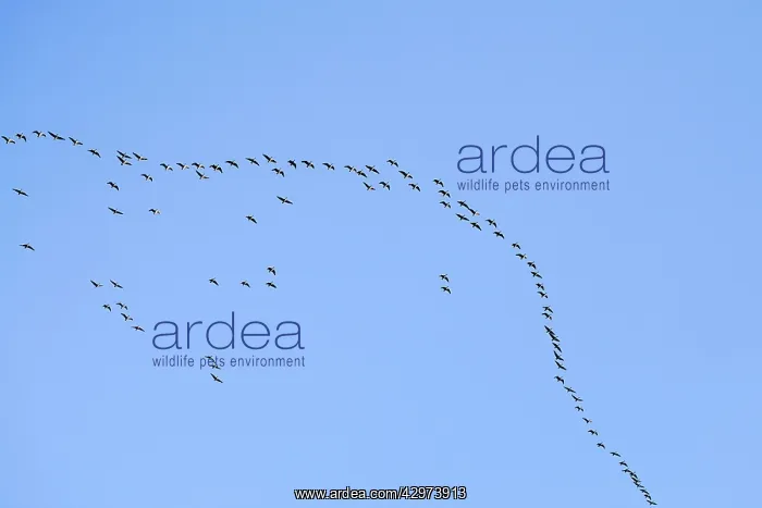 : Pink-footed Geese - in flight in v-formation : Pink-footed Geese - in flight in v-formation