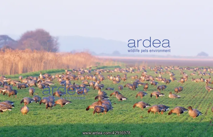 : Pink-footed GEESE - flock grazing : Pink-footed GEESE - flock grazing