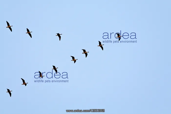 : Pink-footed Geese flying in a V formation : Pink-footed Geese flying in a V formation