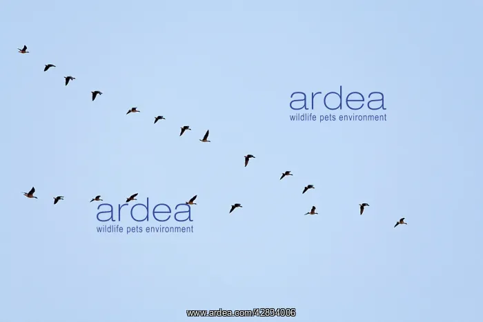 : Pink-footed Geese flying in a V formation : Pink-footed Geese flying in a V formation