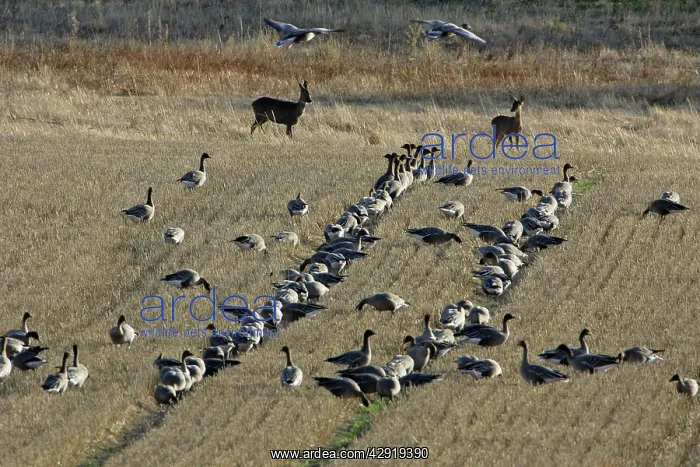 : Pink-footed Geese and Roe Deer (Capreolus capreolus) : Pink-footed Geese and Roe Deer (Capreolus capreolus)