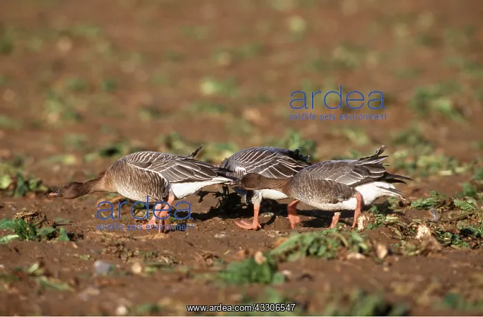 : Pink-footed GEESE - three showing aggressive behaviour : Pink-footed GEESE - three showing aggressive behaviour