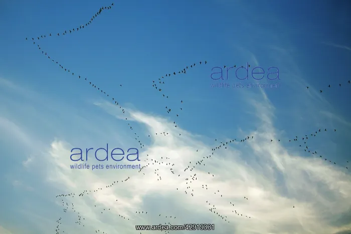 : Pink-footed Geese - skein in autumn morning sky : Pink-footed Geese - skein in autumn morning sky