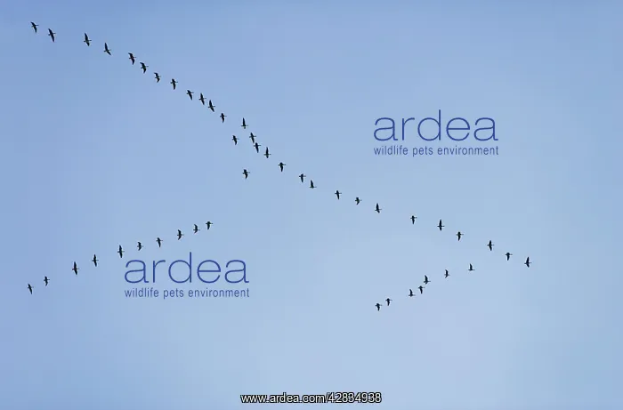 : Pink-footed Geese - skein in flight : Pink-footed Geese - skein in flight