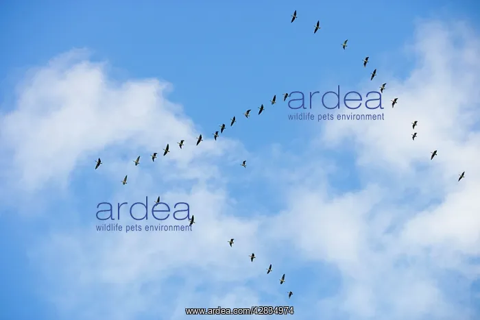 : Pink-footed Geese - skein in flight : Pink-footed Geese - skein in flight