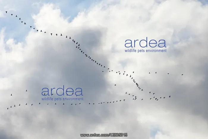 : Pink-footed Geese - skein in flight : Pink-footed Geese - skein in flight