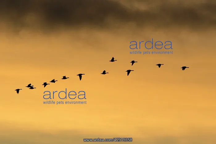 : Pink-footed Geese - skein flying in autumn twilight : Pink-footed Geese - skein flying in autumn twilight