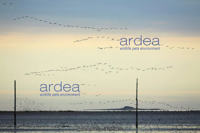 : Pink-footed Geese - skein flying over mudflats : Pink-footed Geese - skein flying over mudflats
