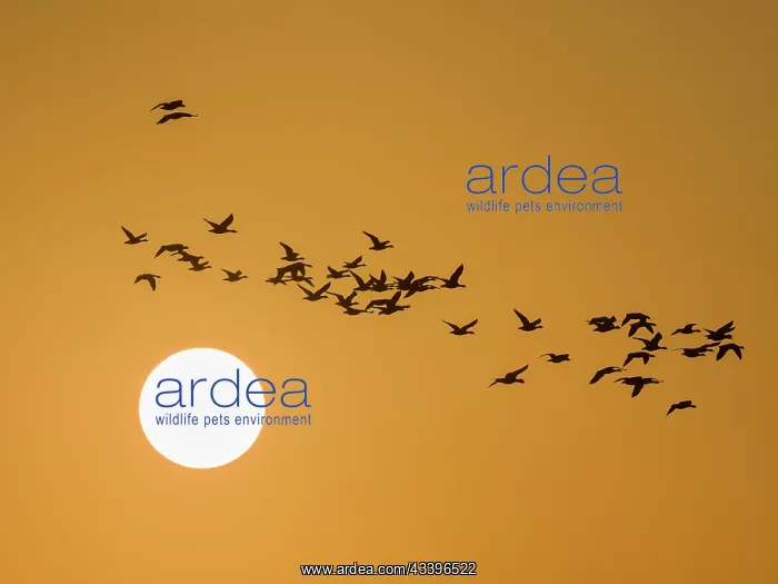 : Pink-footed geese at sunset : Pink-footed geese at sunset