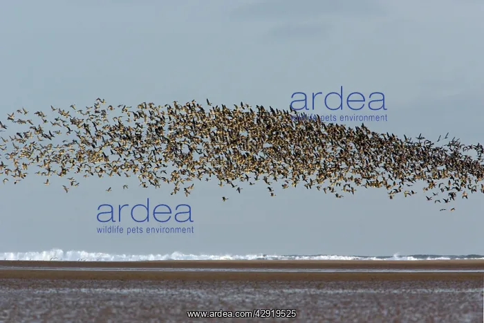 : Pink-footed Geese - taking off from coastal mudflats, autumn : Pink-footed Geese - taking off from coastal mudflats, autumn