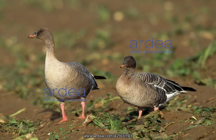 : Pink-footed Goose - two : Pink-footed Goose - two