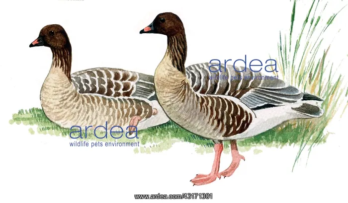 : Pink-footed Goose : Pink-footed Goose