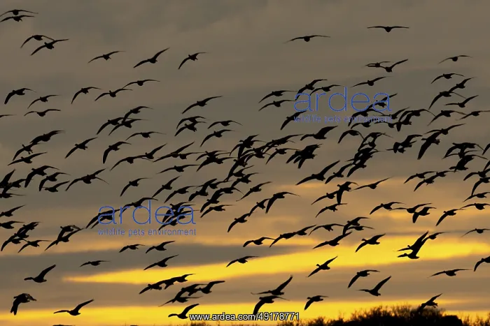 : Pink-footed goose (Anser brachyrhynchus) silhouette of adult geese birds flying in a flock or skein at sunset in winter : Pink-footed goose (Anser brachyrhynchus) silhouette of adult geese birds flying in a flock or skein at sunset in winter