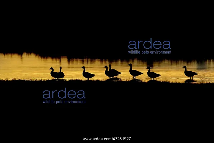 : Pink-footed Goose (Anser brachyrhynchus) flock : Pink-footed Goose (Anser brachyrhynchus) flock