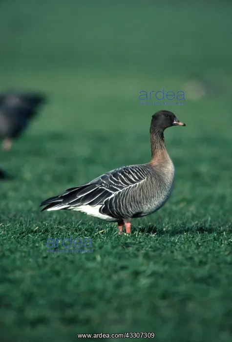 : Pink-footed GOOSE - in field : Pink-footed GOOSE - in field
