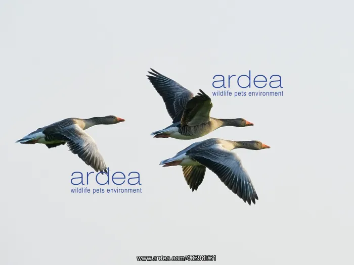 : Pink-footed Goose in flight : Pink-footed Goose in flight