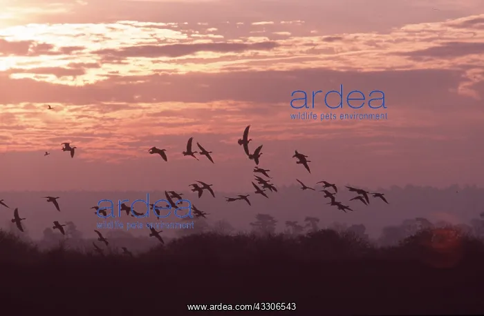 : Pink-footed GOOSE - in flight at sunset : Pink-footed GOOSE - in flight at sunset
