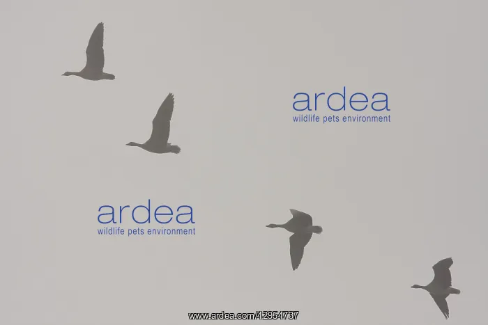 : Pink-footed goose - flock of geese flying in formation : Pink-footed goose - flock of geese flying in formation