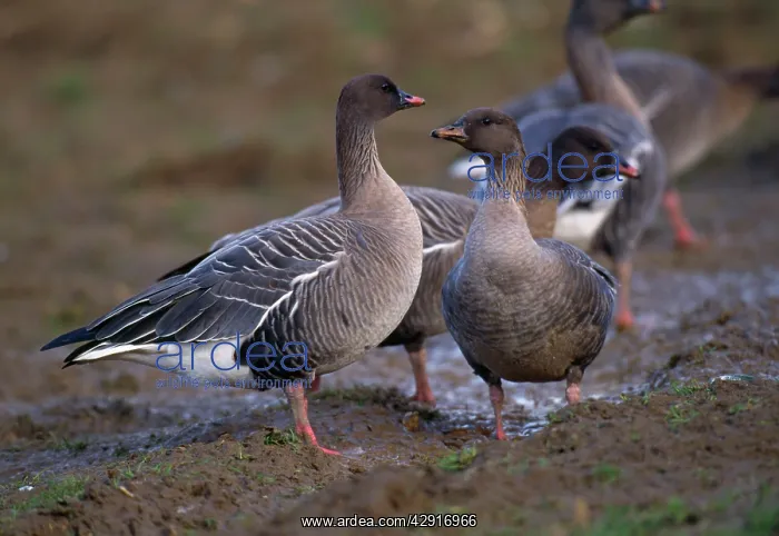 : Pink-Footed Goose - in muddy field : Pink-Footed Goose - in muddy field