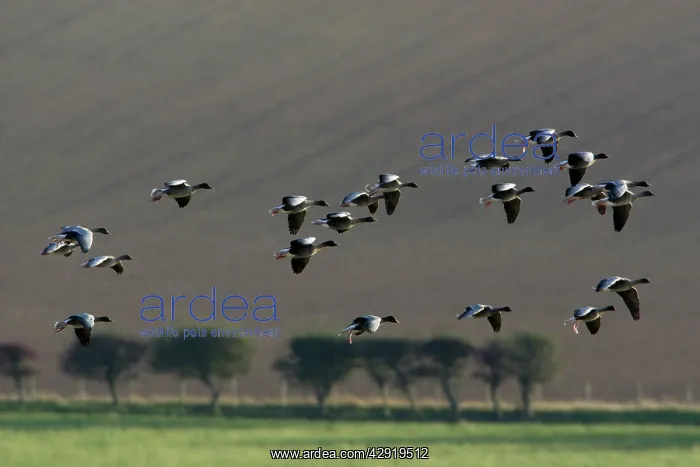 : Pink-footed Goose - skien landing on arable land in autumn : Pink-footed Goose - skien landing on arable land in autumn