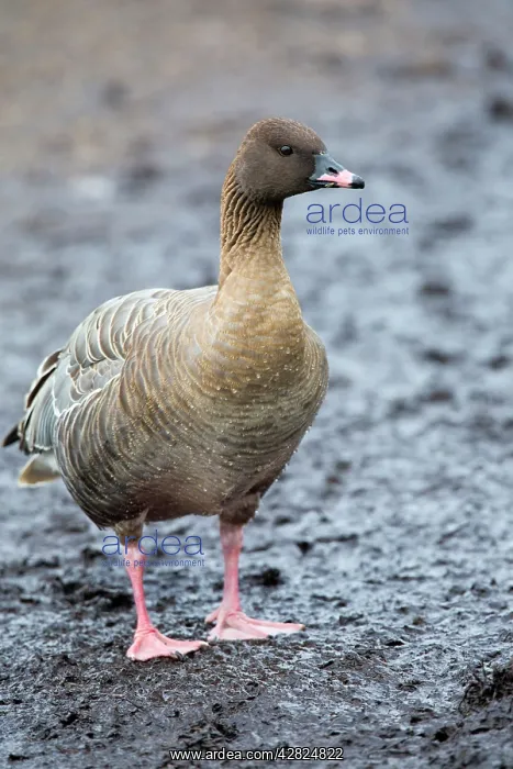 : Pink Footed Goose - winter : Pink Footed Goose - winter