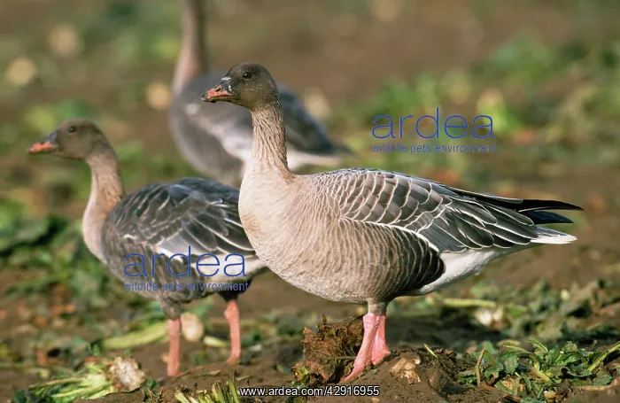  : PINK-FOOTED GOOSE - X3