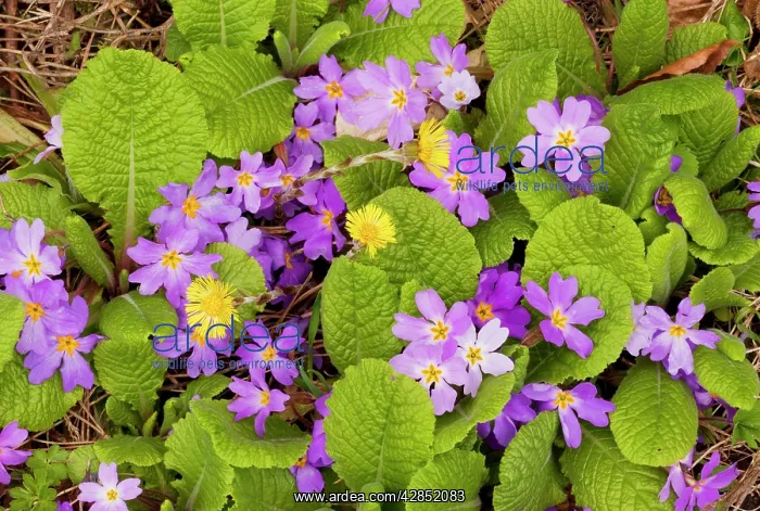 : Pink form of Common Primrose : Pink form of Common Primrose