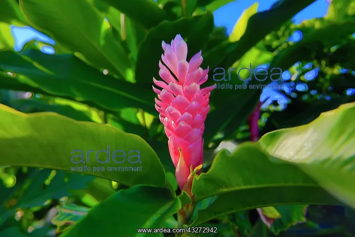 : Pink Ginger, Melanesia, Fiji : Pink Ginger, Melanesia, Fiji