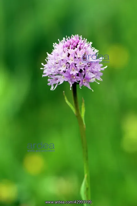 : Pink globe orchid - close up of flower : Pink globe orchid - close up of flower