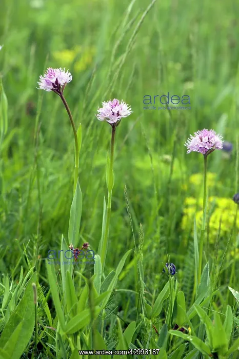 : Pink globe orchid - Group of three : Pink globe orchid - Group of three