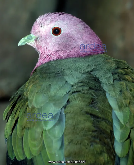 : Pink Headed Fruit Dove : Pink Headed Fruit Dove