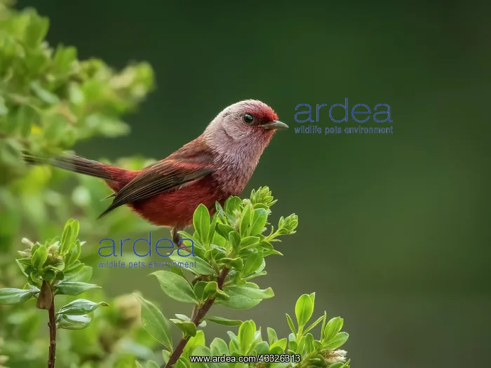 : Pink-headed Warbler (Cardellina versicolor), Guatemala : Pink-headed Warbler (Cardellina versicolor), Guatemala