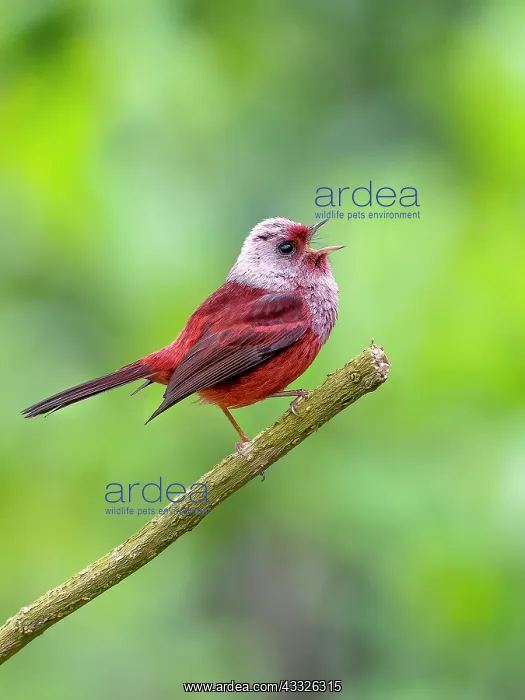 : Pink-headed Warbler (Cardellina versicolor), Guatemala : Pink-headed Warbler (Cardellina versicolor), Guatemala