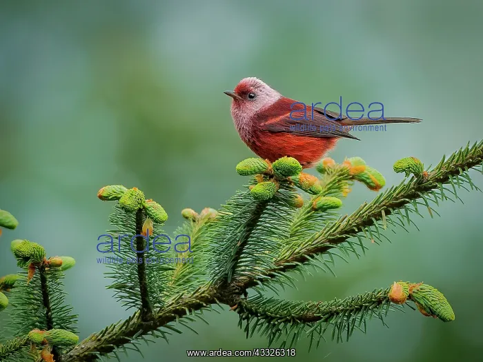 : Pink-headed Warbler (Cardellina versicolor), on : Pink-headed Warbler (Cardellina versicolor), on