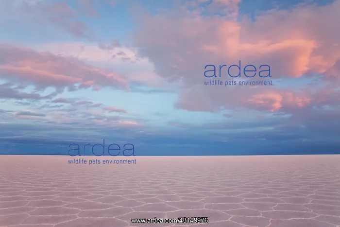 : Pink hexagon patterns under billowy clouds at sunset on the : Pink hexagon patterns under billowy clouds at sunset on the