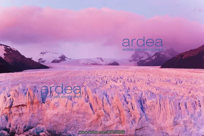 : The pink hue of a cloud over Perito Moreno glacier at dusk : The pink hue of a cloud over Perito Moreno glacier at dusk