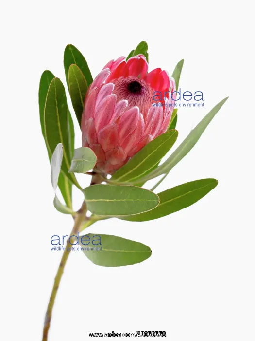 : Pink ice, Protea neriifolia x susannae : Pink ice, Protea neriifolia x susannae