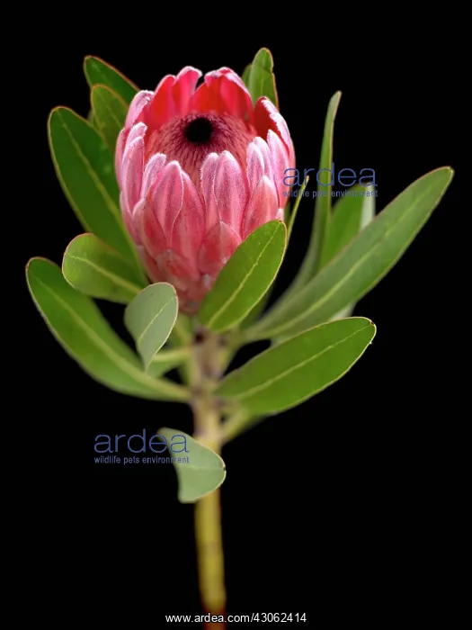 : Pink ice, Protea neriifolia x susannae : Pink ice, Protea neriifolia x susannae