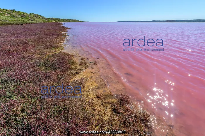 : Pink Lake Region Kalbarri (Port Gregory), Western : Pink Lake Region Kalbarri (Port Gregory), Western