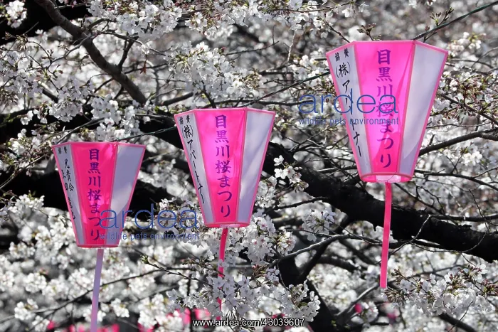 : Pink lanterns hanging along the Meguro River : Pink lanterns hanging along the Meguro River