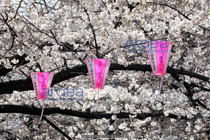 : Pink lanterns hanging along the Meguro River : Pink lanterns hanging along the Meguro River