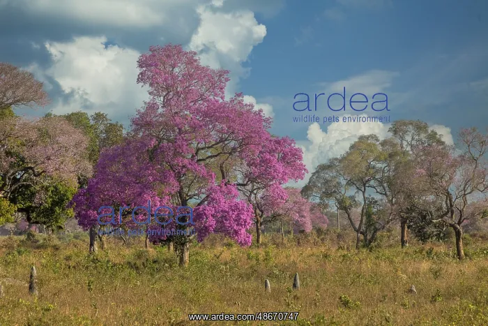 : Pink Lapacho tree in full bloom along the Transpantaneira : Pink Lapacho tree in full bloom along the Transpantaneira