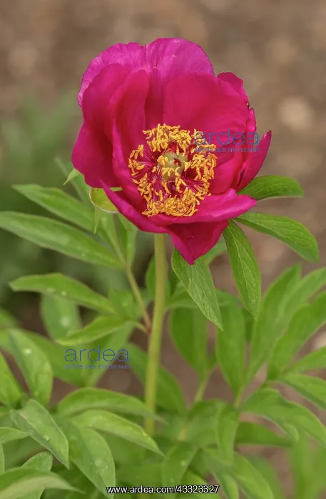 : Pink Low Peony, Paeonia peregrina, in flower in : Pink Low Peony, Paeonia peregrina, in flower in