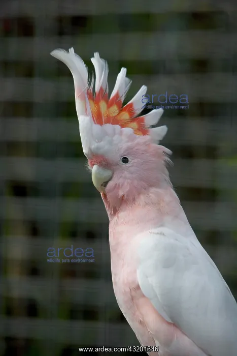 : Pink - or Major Mitchell's Cockatoo (Cacatua leadbeateri) : Pink - or Major Mitchell's Cockatoo (Cacatua leadbeateri)