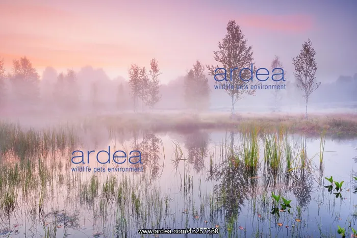 : In a pink morning sky, wisps of mist form and birch : In a pink morning sky, wisps of mist form and birch