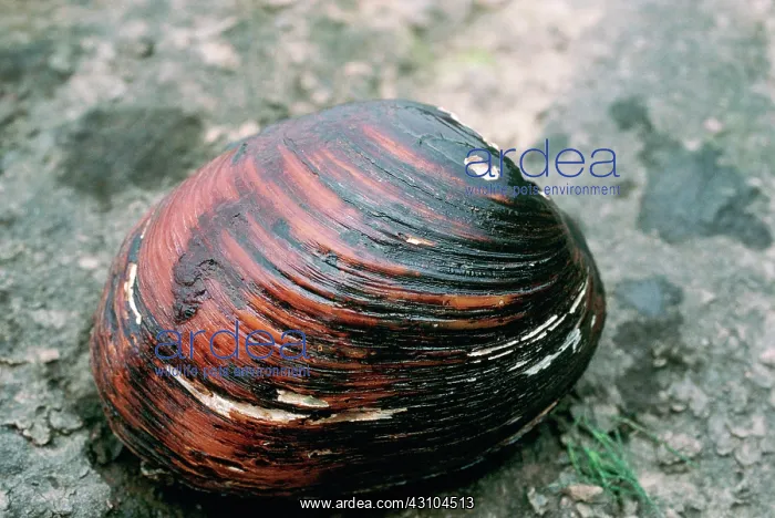 : Pink Mucket Pearly Mussel : Pink Mucket Pearly Mussel