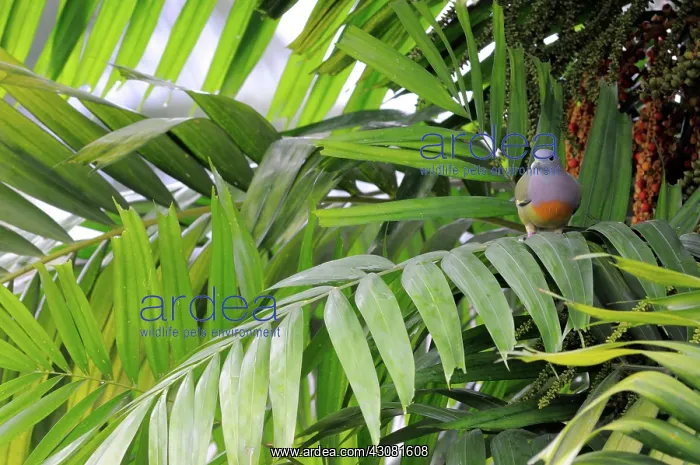 : Pink-Necked Green Pigeon : Pink-Necked Green Pigeon
