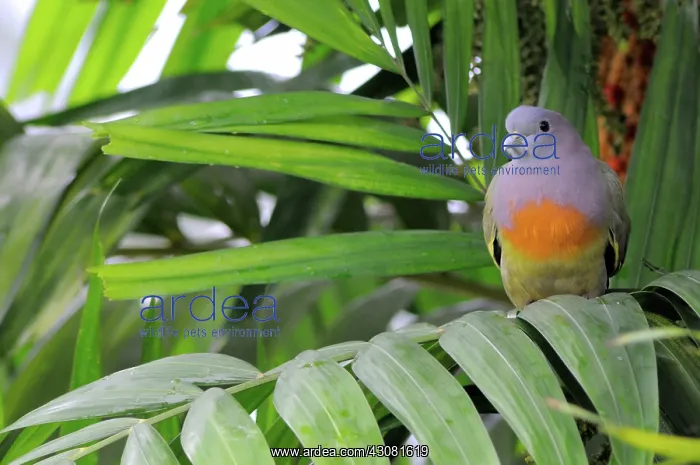 : Pink-Necked Green Pigeon : Pink-Necked Green Pigeon
