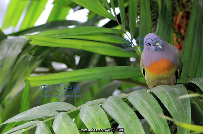 : Pink-Necked Green Pigeon : Pink-Necked Green Pigeon