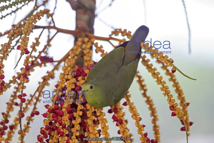 : Pink-necked Green Pigeon by palm tree fruit : Pink-necked Green Pigeon by palm tree fruit
